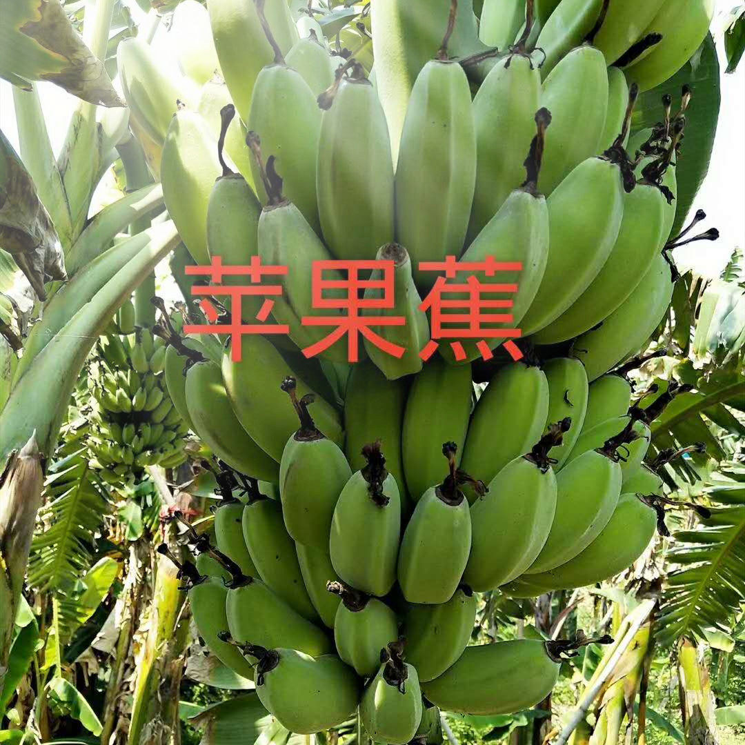 果园直销新鲜香蕉福建苹果蕉小胖子香蕉无添加剂自然熟水果5斤包,淘宝优惠券,粉丝福利购,淘宝优惠卷