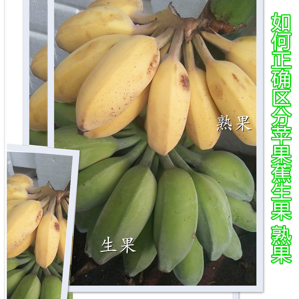 果园直销新鲜香蕉福建苹果蕉小胖子香蕉无添加剂自然熟水果5斤包,淘宝优惠券,粉丝福利购,淘宝优惠卷