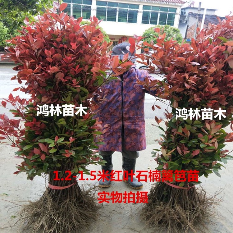 红叶石楠树苗红继木苗金森女贞苗庭院绿化植物四季常青篱笆苗 - 图3