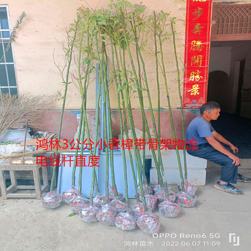 香樟树庭院绿化植物四季常青大型工程绿化苗木驱蚊南北方种植 - 图0