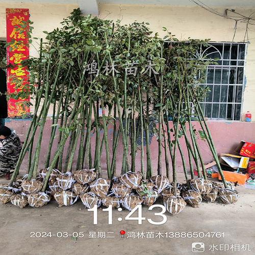 香樟树庭院绿化植物四季常青大型工程绿化苗木驱蚊南北方种植 - 图2