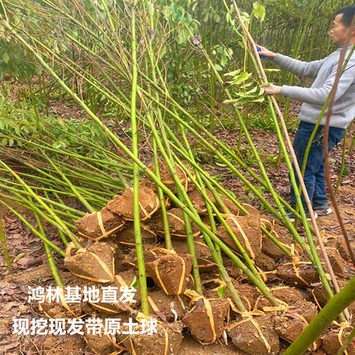 香樟树庭院绿化植物四季常青大型工程绿化苗木驱蚊南北方种植 - 图1