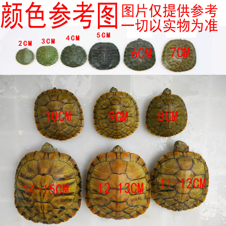 乌龟活物宠物龟观赏适合家养的活体小乌龟苗巴西龟金钱情侣黄金龟 - 图2