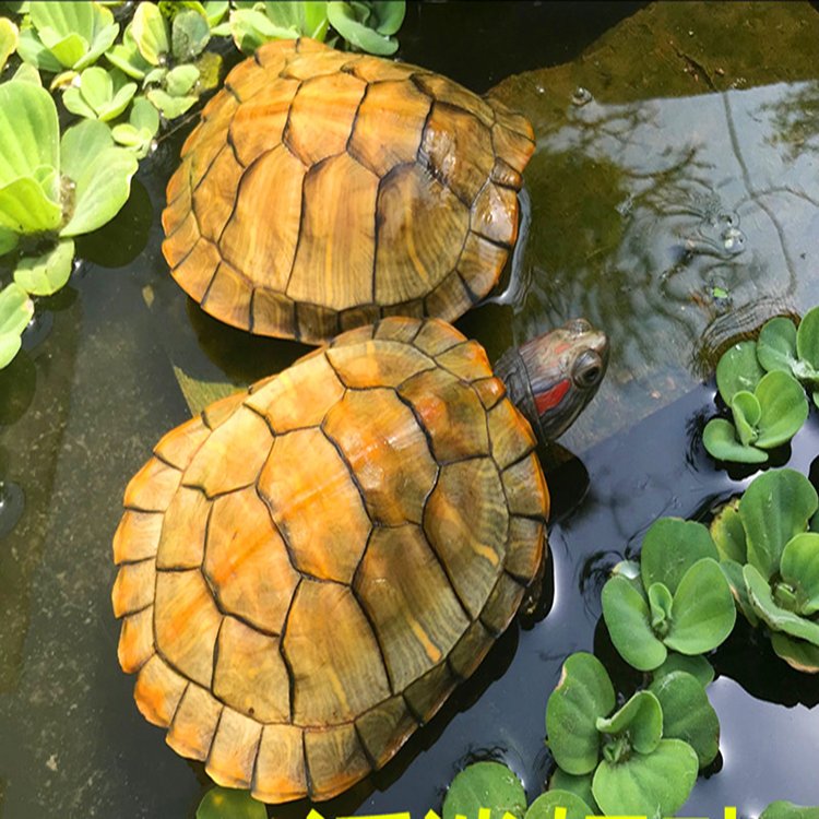 乌龟活物宠物龟观赏适合家养的活体小乌龟苗巴西龟金钱情侣黄金龟 - 图0