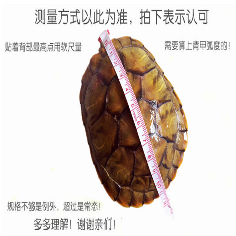 乌龟活物宠物龟观赏适合家养的活体小乌龟苗巴西龟金钱情侣黄金龟 - 图3