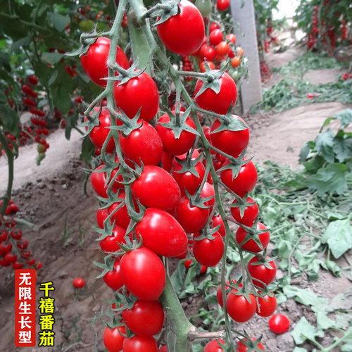 千禧小番茄种子阳台盆栽四季番茄苗秧圣女果西红柿苗种籽番茄种孑 - 图0