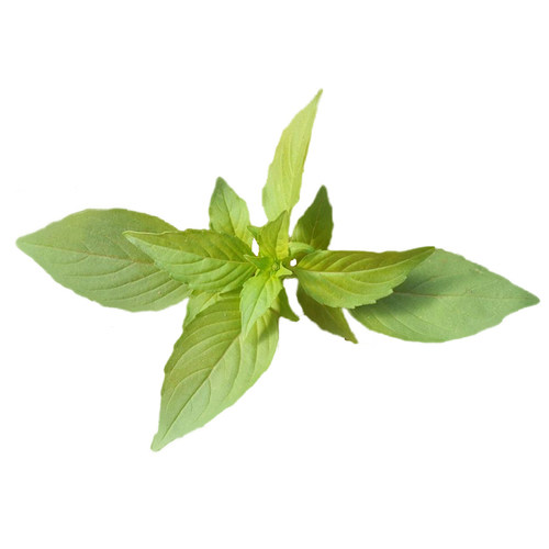 荆芥种子河南大叶荆芥菜种籽孑金芥籽罗勒种孑阳台盆栽荆棘菜籽种 - 图3