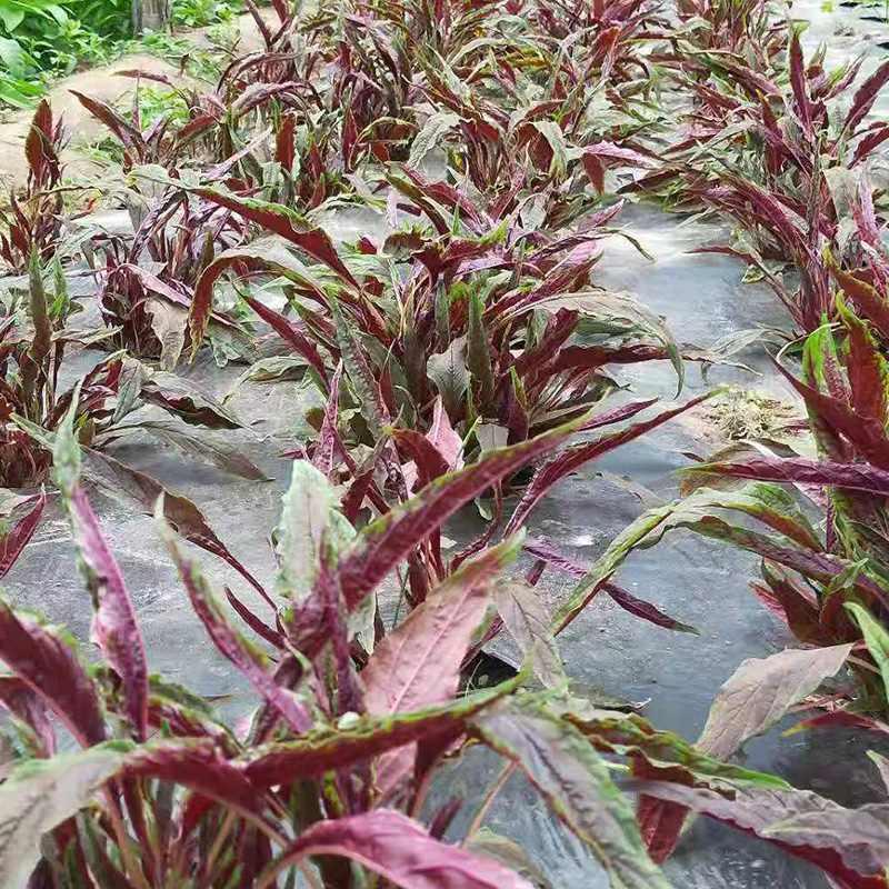 柳叶红苋菜种子细叶汗汉菜种籽春夏秋季农家蔬菜野菜青菜种孑四季-图1