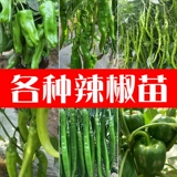 Саженцы томатов маленькие девственные фрукты Утреннее помидор утро кантониа огурцы огурцы есть ранее в четыре сезона