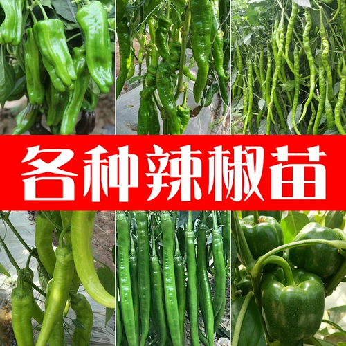 Саженцы томатов маленькие девственные фрукты Утреннее помидор утро кантониа огурцы огурцы есть ранее в четыре сезона