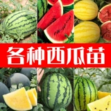 Саженцы томатов маленькие девственные фрукты Утреннее помидор утро кантониа огурцы огурцы есть ранее в четыре сезона