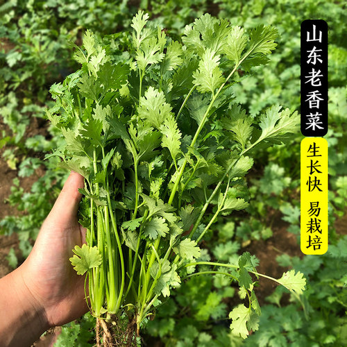 耐热香菜籽种农家小叶香菜种子盆栽蔬菜种籽夏播阳台芫荽菜种籽孑 - 图0