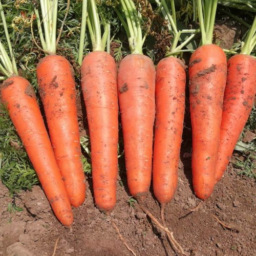 Японские семена с тремя душами с высоким уровнем -Осенью четыре сезона пурпурных и желтых семян семян семян радио