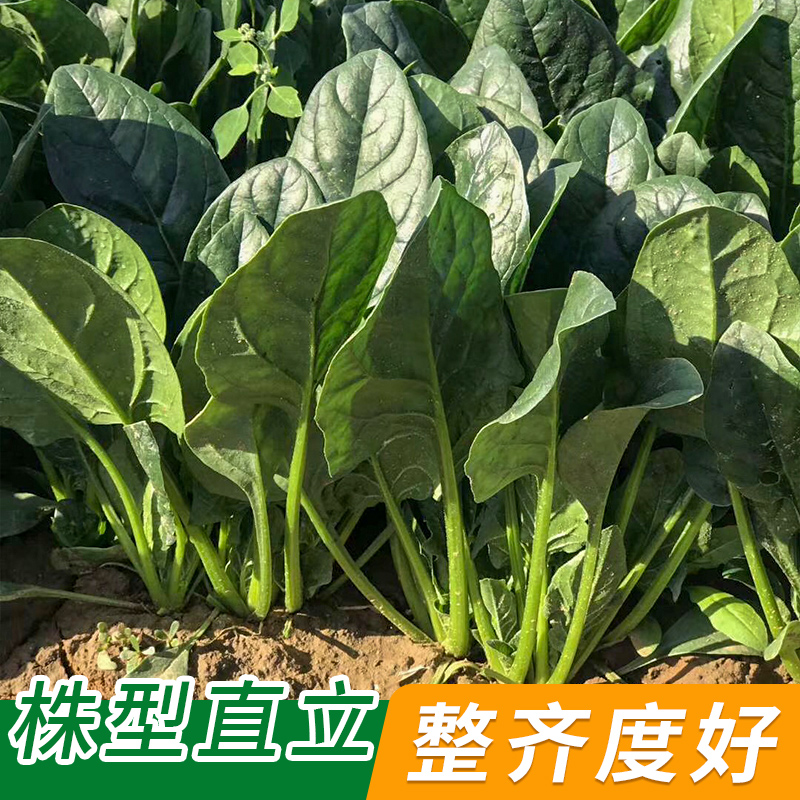 大叶菠菜种子抗热菜种子春四季阳台种籽盆栽波菜种孑四季蔬菜籽子 - 图0