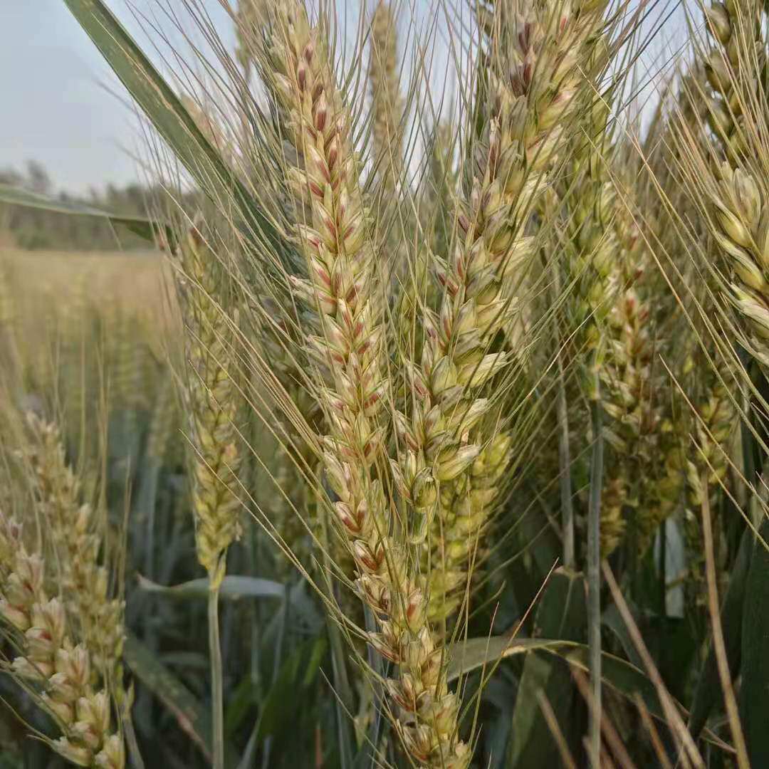 食用带壳小麦粒小麦草种子磨面熬粥麦芽糖榨汁麦野钓5斤农家自产 路路鸿家庭农场 淘优券