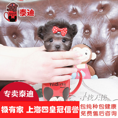 寻找天使纯种茶杯犬泰迪幼犬活犬贵宾犬宠物活物小狗狗活体 虎窝淘