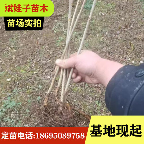 大木漆 小木漆 山漆树基地直销生漆树苗大小规格齐全现起现发量大 - 图0