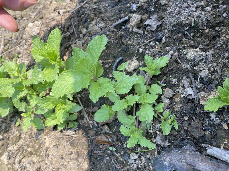 湖南野生薄荷苗 可食用鱼香菜野薄荷香草盆栽农村红骨留兰香薄荷 - 图0