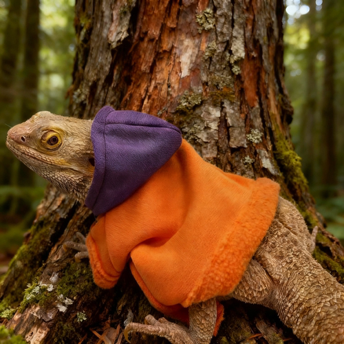 守宫小衣服爬宠衣服鬃狮蜥卫衣蜥蜴连帽衫外出变身装蓝舌睫角帽子 - 图3