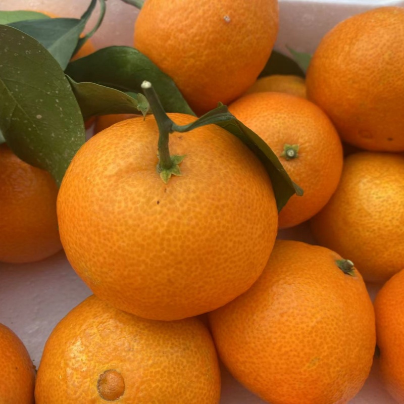 Xiangshan Red Beauty Citrus Jelly Orange Fresh Seasonal Fruit Citrus Tangerine Hand Peeled Sweet Citrus 4kg