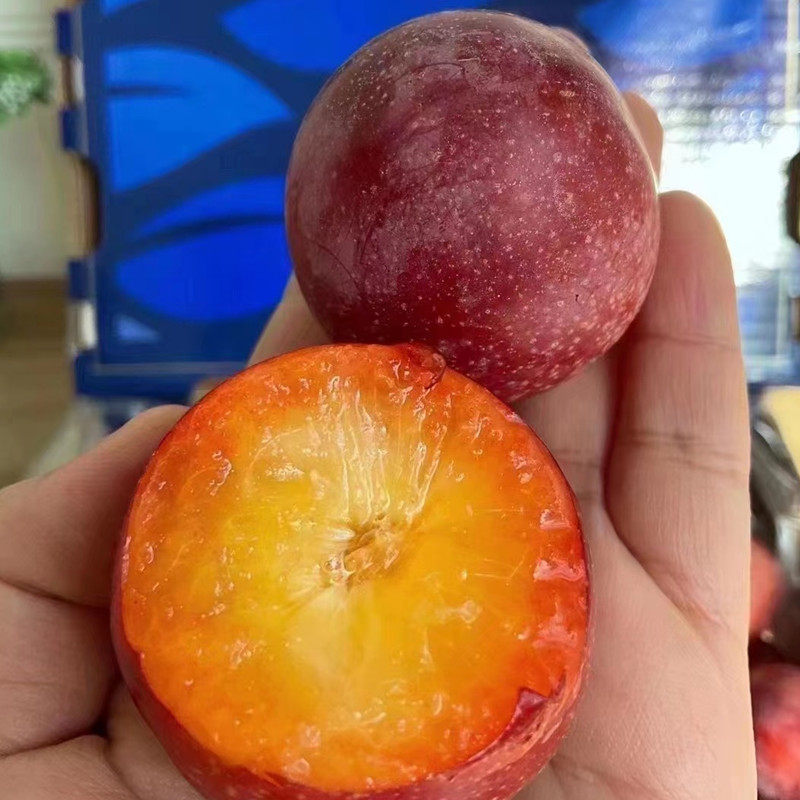 现货智利进口樱桃李纯甜新鲜时令水果大李子5J大果洋李子顺丰礼盒,淘宝优惠券,粉丝福利购,淘宝优惠卷