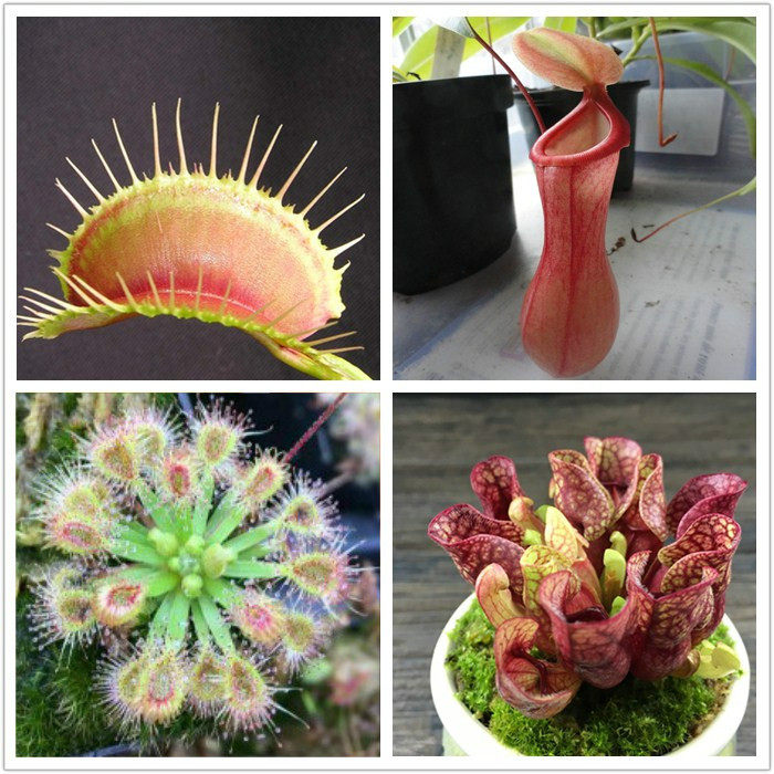 食虫植物捕蝇草套餐茅膏菜扑蝇草猪笼草瓶子草多种组合拼盘食人花,淘宝优惠券,粉丝福利购,淘宝优惠卷