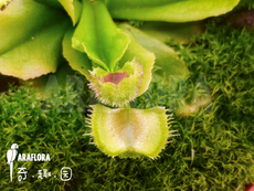 насекомоядное растение 食虫植物-绒球捕蝇草【小苗 包邮】