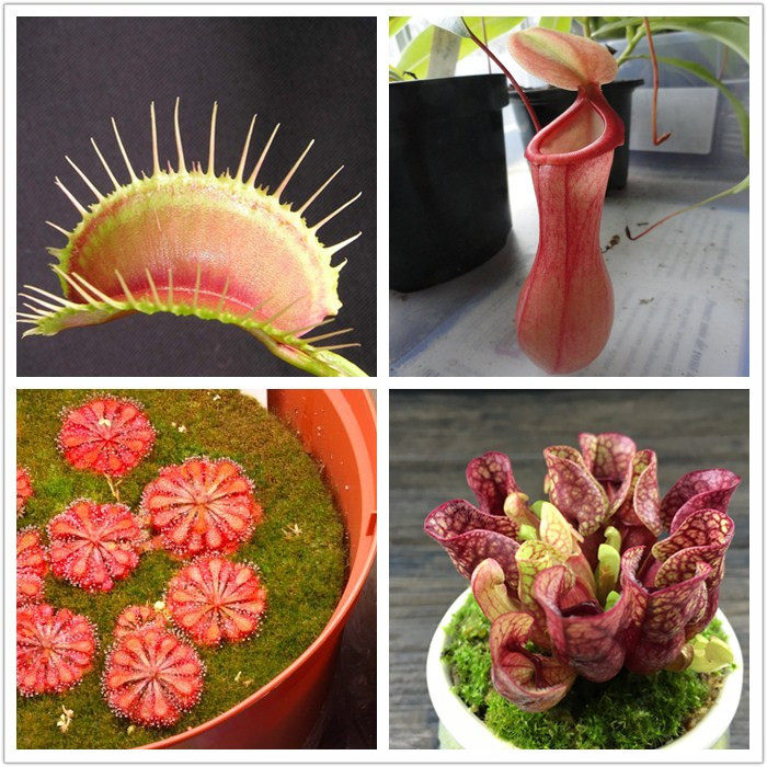 食虫植物捕蝇草套餐茅膏菜扑蝇草猪笼草瓶子草多种组合拼盘食人花,淘宝优惠券,粉丝福利购,淘宝优惠卷
