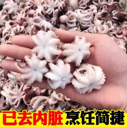 迷你八爪鱼海鲜鲜活小八爪鱼冷冻新鲜迷你小章鱼八抓鱼火锅食材 - 图0