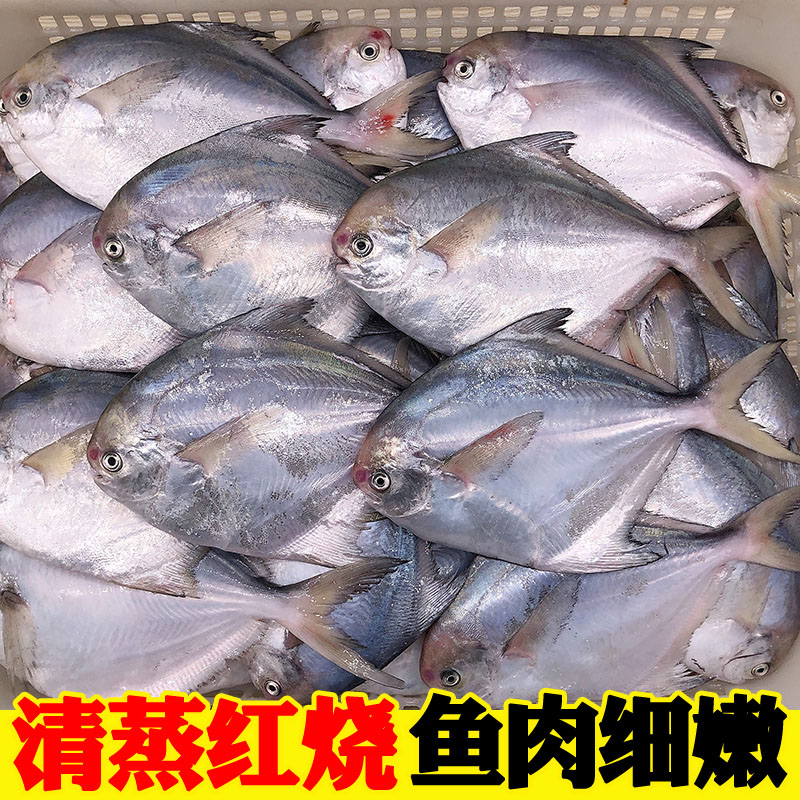 海鲜银鲳鱼新鲜冷冻鲳鱼小鲳鱼白鲳鱼海鲳鱼鲳鳊鱼平鱼海鱼 - 图2