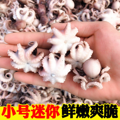 迷你八爪鱼海鲜鲜活小八爪鱼冷冻新鲜迷你小章鱼八抓鱼火锅食材 - 图1