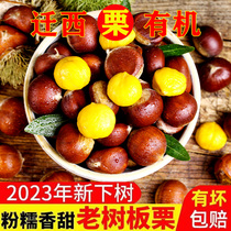 (Organic) relocating to the west board Chestnut Raw Fresh 2023 New Cargo Flagship Store Oil Hebei Tangshan Yan Mountain relocating to the West millet