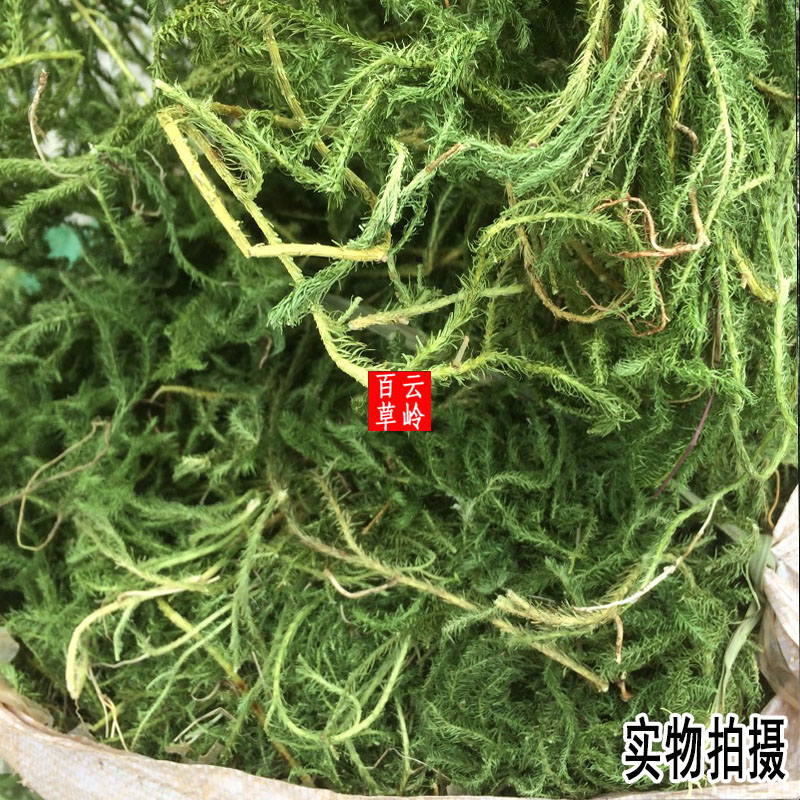 云南中药材伸筋草 当季新货  500g包邮 - 图0