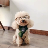 Собака и кошка Симпатичные стрельбы домашние животные маленькие инсу ди -биенди Шиба Ину Вест -Хайленд -Весна и осенние украшения