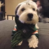 Собака и кошка Симпатичные стрельбы домашние животные маленькие инсу ди -биенди Шиба Ину Вест -Хайленд -Весна и осенние украшения