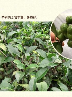 生晒茶果壳陈年茶籽六堡茶籽果壳500克陈年老茶果七年陈500克包邮