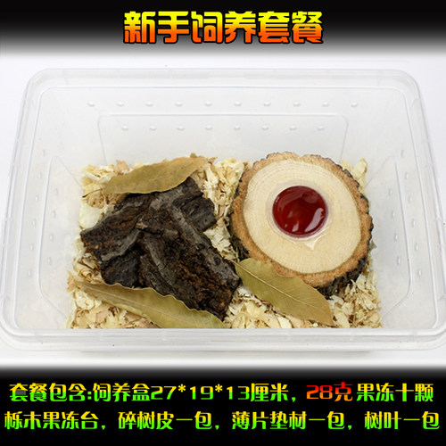 独角仙甲虫成虫用品套餐昆虫饲养箱爬虫锹甲蚂蚁造景甲虫果冻套装-图2