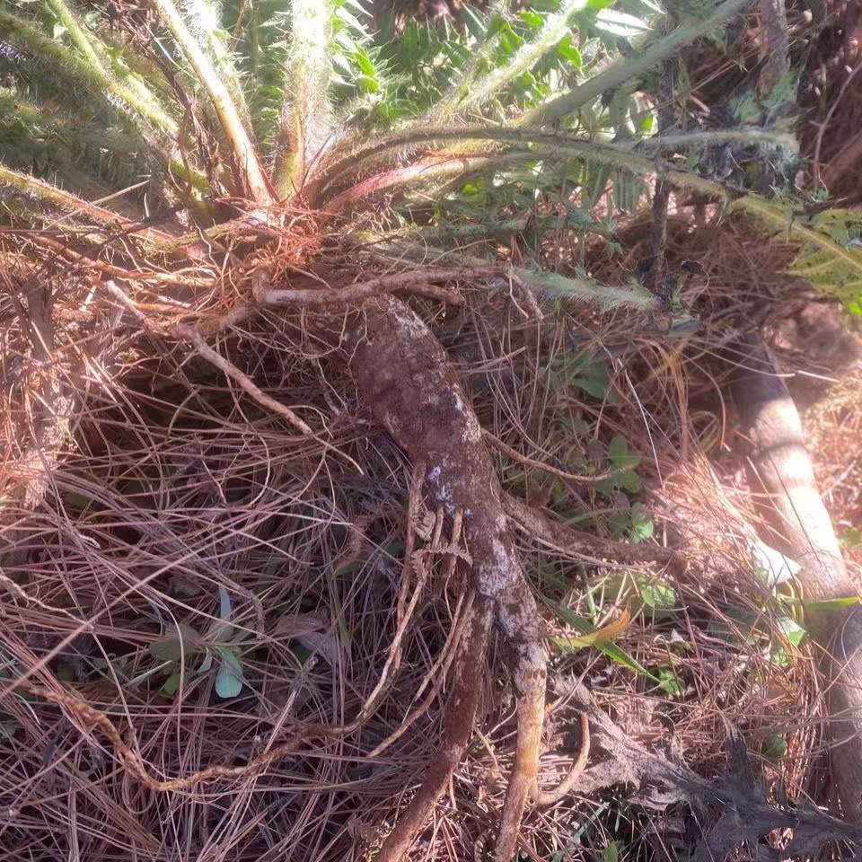 贵州深山大蓟根马刺根恶鸡婆刺萝卜新鲜现挖中药材炖鸡煲汤可食用 - 图2