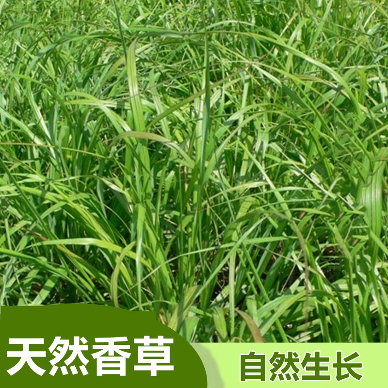 50-500g香茅草干 柠檬草 柠檬香茅 香毛草新鲜香辛料卤肉菜丹妹量 - 图2