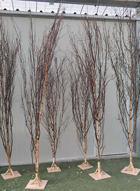 白桦树装饰树仿真白桦树实木真树干树枝造型树隔断屏风玄关背景墙