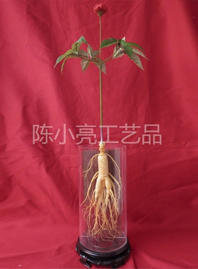 亚克力筒装人参野山参摆件橱窗展示药材店人参摆设陈列拍照道具