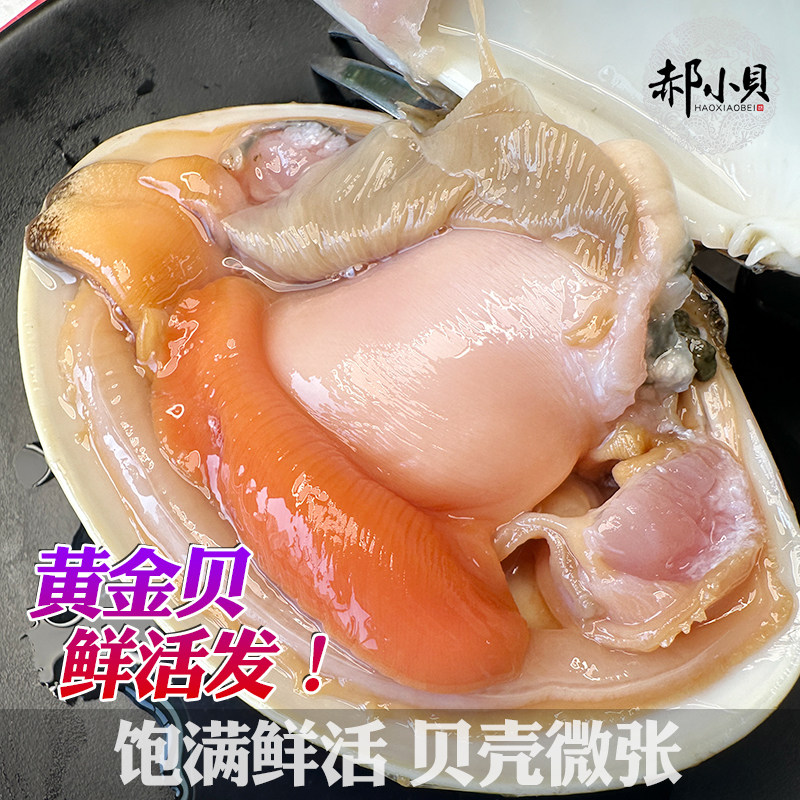 黄金贝鲜活超大青岛海鲜水产文贝特大蛤蜊花甲王花蛤文蛤贝类500g - 图1