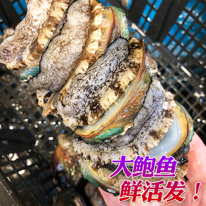 Qingdao Laoshan fresh extra large abalone SF free shipping