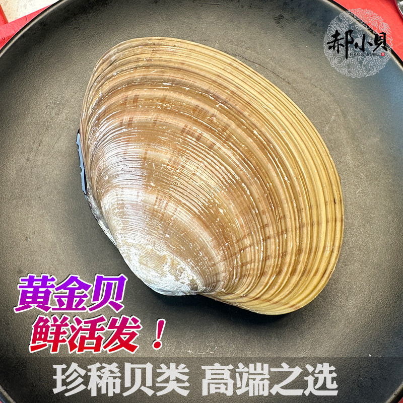 黄金贝鲜活超大青岛海鲜水产文贝特大蛤蜊花甲王花蛤文蛤贝类500g - 图2