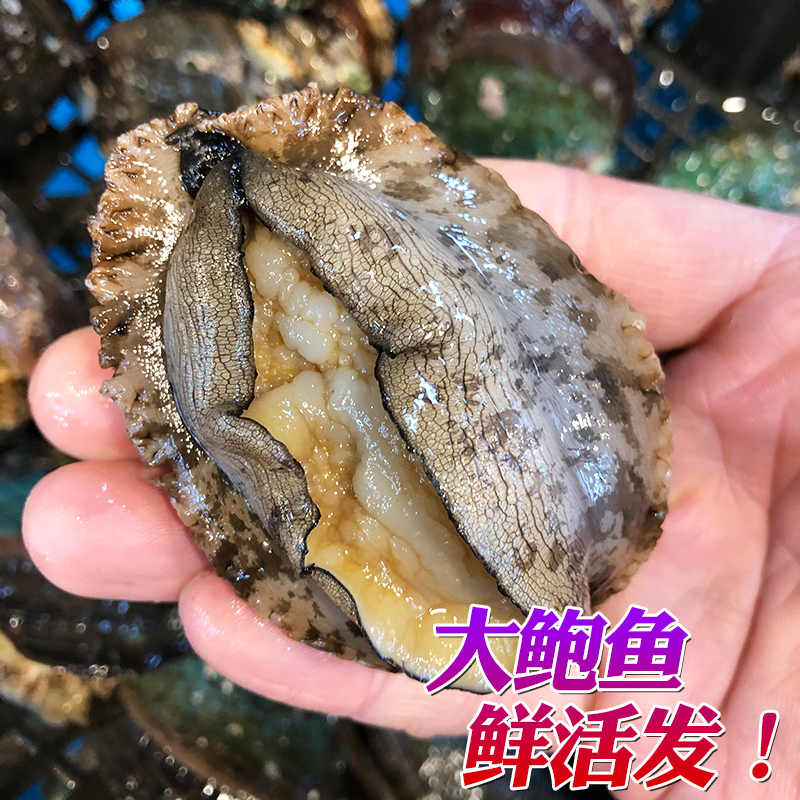 Qingdao Laoshan fresh extra large abalone SF free shipping