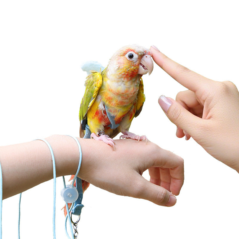 鹦鹉放飞外带绳不伤脚遛鸟神器牡丹玄凤虎皮遛鸟绳鹦鹉用品背带式,淘宝优惠券,粉丝福利购,淘宝优惠卷