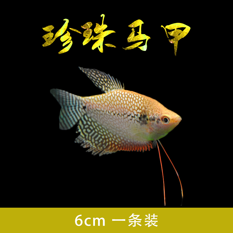 吃蛋白虫黄蓝曼龙鱼活体中小型鱼接吻鱼热带观赏鱼练手鱼耐活包邮 - 图2