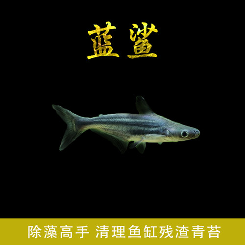 清道夫活体彩虹鲨鱼金苔鼠鱼吃粪便垃圾粉红鲨除藻小型热带观赏鱼 - 图2