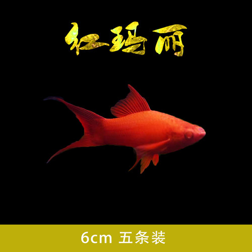 胎生鱼月光鱼米奇鱼玛丽鱼活体观赏鱼红剑鱼黑尾新手好养鱼热带鱼 - 图0