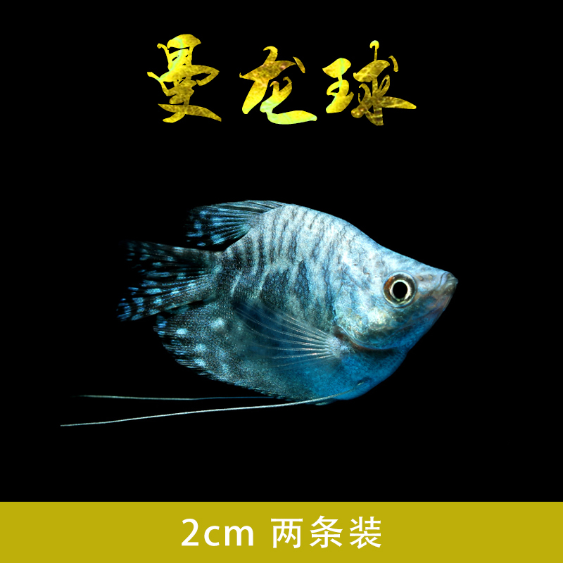 吃蛋白虫黄蓝曼龙鱼马甲鱼五彩丽丽鱼曼龙球水族宠物耐养活体包邮-图0